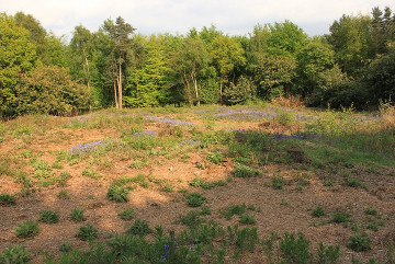 Heath Wood barrow cemetery Ingleby Derbyshire viking