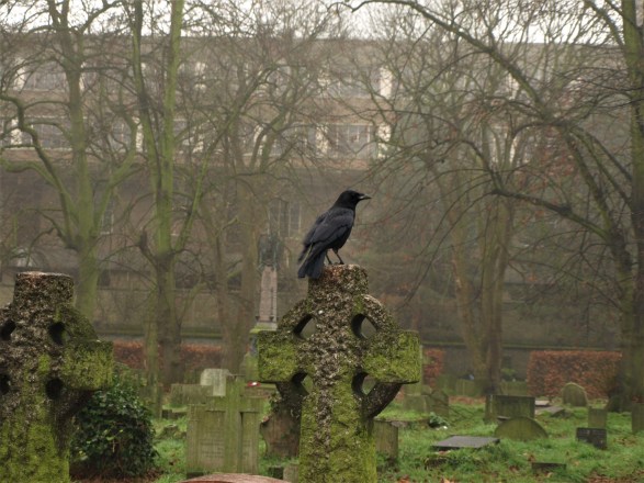 brompton cemetery gravestone crow bird wildlife