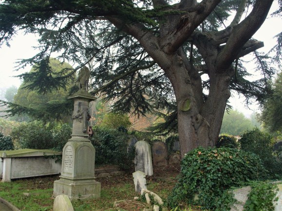 tree fauna graves brompton cemetery