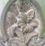 lily flower carved stone memorial gravestone cemetery